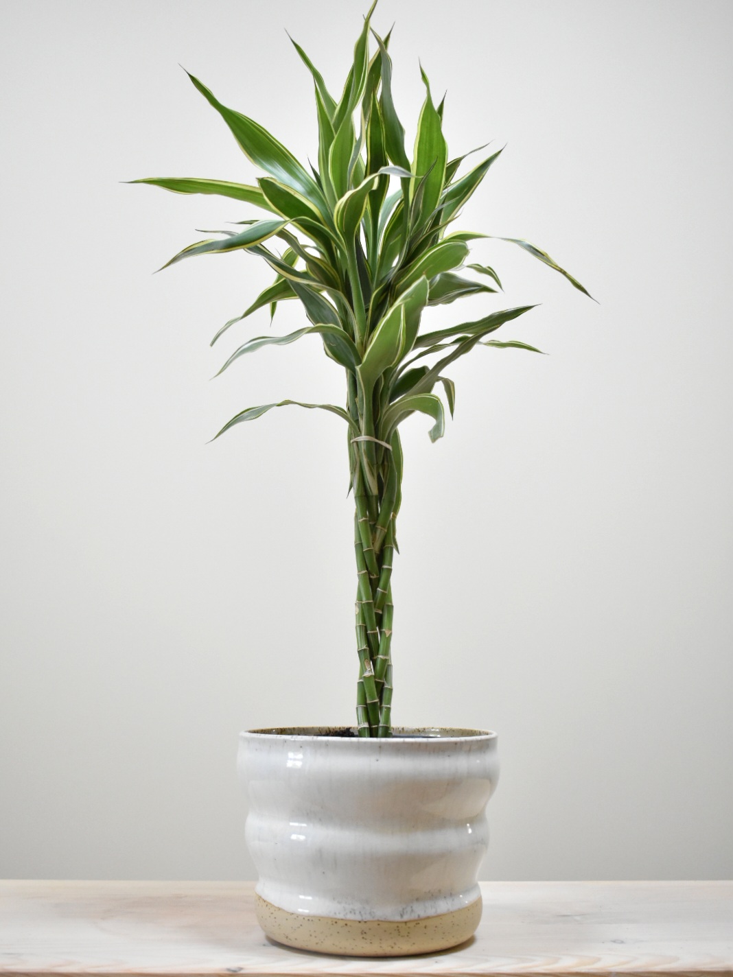 White Flowerpot